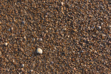 shell beach background