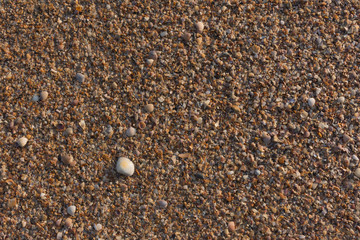 shell beach background
