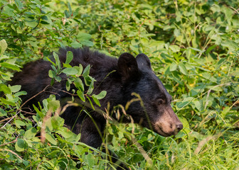 Fototapeta premium Black bear walks through thick bushes