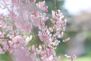 桜＿京都の鴨川の桜＿半木の道＿4月中旬ごろの満開の桜＿お花見＿しだれ桜