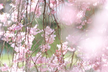 桜＿京都の鴨川の桜＿半木の道＿4月中旬ごろの満開の桜＿お花見＿しだれ桜
