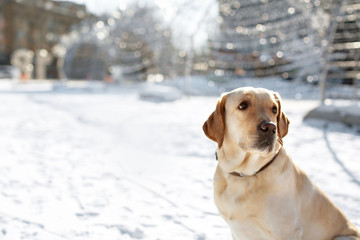 Cute lovely dog outdoors on winter day