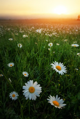Daisies in the field near the mountains. Meadow with flowers at sunrise.