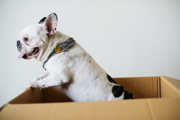 Closeup of French bulldog in a box