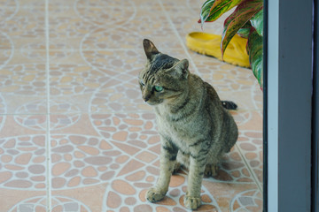The cat cannot come in the door