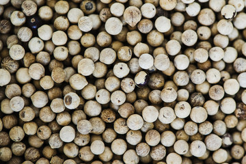 Closeup of pepper seeds