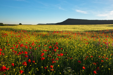 Fototapety  Wiosenne kwiaty w polu. Piękny krajobraz. Kompozycja natury