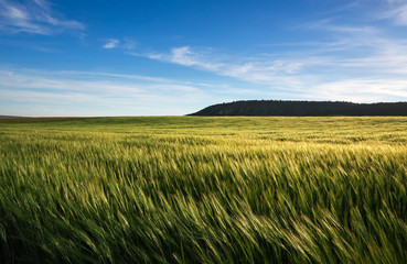 Obraz premium Field of wheat in the morning. Composition of nature