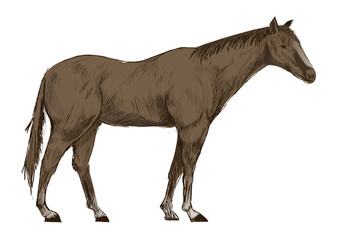 Fototapeta na wymiar Illustration of horse