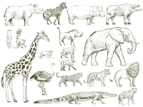 How to draw a Zebra | Wild Animals - Sketchok easy drawing guides-saigonsouth.com.vn