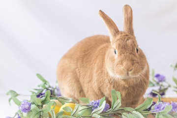 Rabbit poses with lilac flowers and wooden board in soft vintage setting, Easter Bunny at Springtime