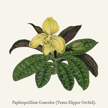 Venus Slipper Orchid(Paphiopedilum Concolor) found in (1825-1890) New and Rare Beautiful-Leaved Plant illustration drawing