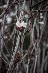 Flower. Almond blossom. The almond tree began to bloom.
