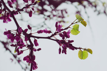 Flowers. A tree with blooming pink flowers. Spring. 