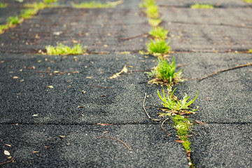 Grass. Spring grass on the playground after the rain.