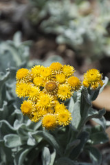Sydney Australia,  cluster of flowers on a  Flambe Yellow Strawflower bush