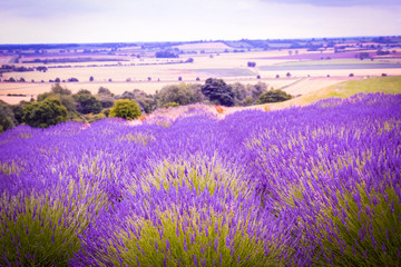 Naklejka na ściany i meble Lavender fields in England, UK