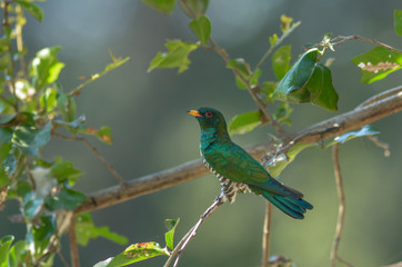 Asian Emerald Cuckoo ; Chrysococcyx maculatus.