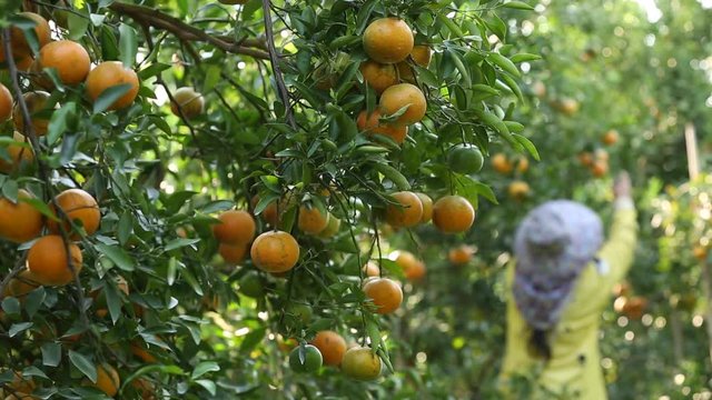 Farmer harvesting oranges in the garden for export business.