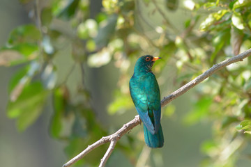 Asian Emerald Cuckoo ; Chrysococcyx maculatus.