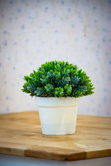 A small plastic potted plants in white clay pot on wooden table