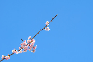 Pink cherry blossom(Cherry blossom, Japanese flowering cherry) on the Sakura tree. Sakura flowers are representative of Japanese flowers. The main part of the winter pass. I love everyone.