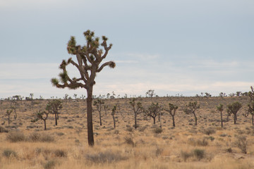 Obraz premium Joshua Tree