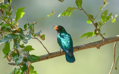 Asian Emerald Cuckoo ; Chrysococcyx maculatus.