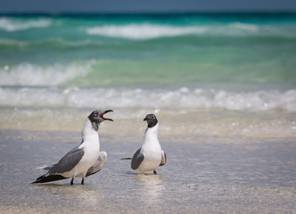 Laughing Gulls  - Larus atricilla - Gossiping On The Beach