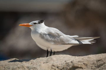 Royal Terns - Thalasseus maximus - Close-Up