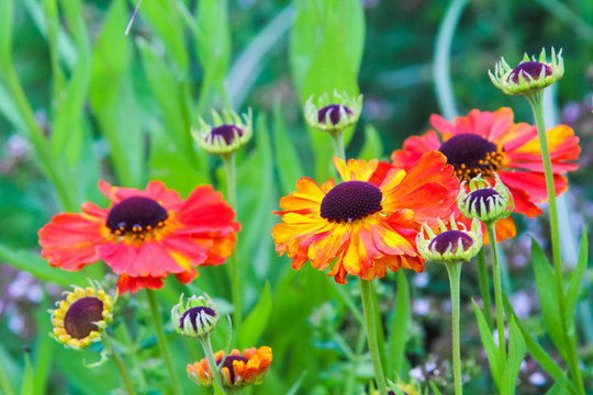 Beautiful, Orange, Garden Flowers Close Up