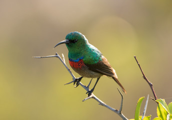 Southern double-collared sunbird