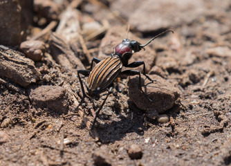 Macro of beetle 