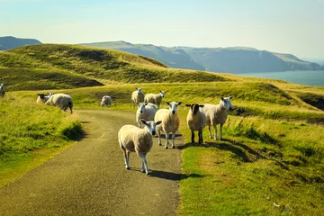 Wall murals Sheep Grazing sheep at beautiful cliffs of Scotland, St Abb's Head, UK
