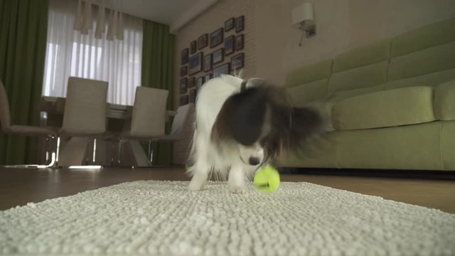 Dog Papillon playing with a ball on a rug in living room stock footage video