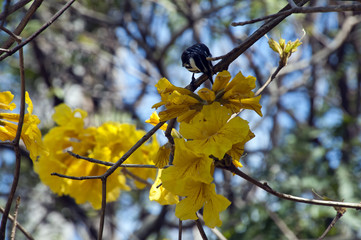 Coffs Harbour Australia, bird feeding from golden trumpet tree flowers 