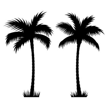 Palm tree 002