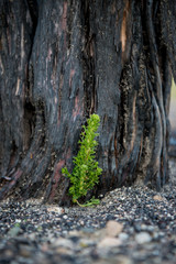 Small green shoot growing from base of burned bush