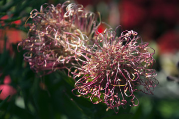 Sydney Australia, native pink Grevillea flower