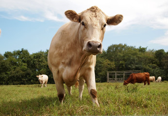 Fototapeta na wymiar Sunshine Dairy Cow