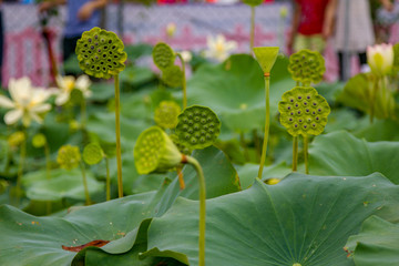 Lotus Field
