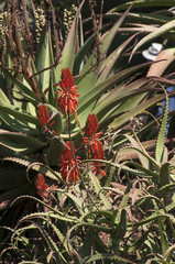 Fototapeta premium Sydney Australia, red hot poker agave in flower