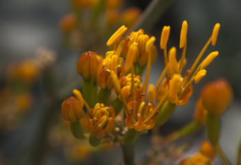 Sydney Australia,  flowers of Agave gypsophila plant 