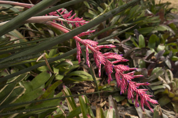 Hanging spike of pink Bromeliad flower