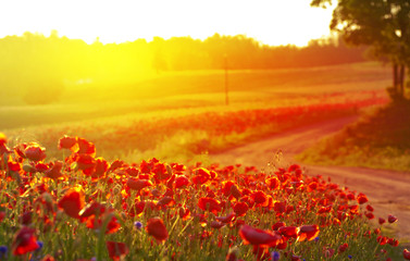 Red Wild poppies in the meadow at sunset, amazing background photo. To jest Polska – Mazury