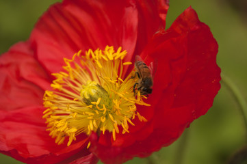 Sydney Australia, red poppy flower with bee feeding in center