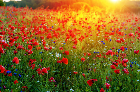 Red Wild poppies in the meadow at sunset, amazing background photo. To jest Polska – Mazury © donvictori0