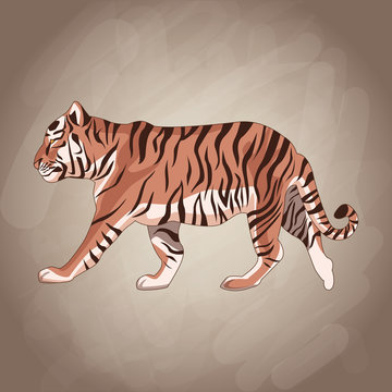 Tiger drawing over brown background vector illustration graphic design