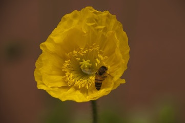Sydney Australia, Yellow poppy flower with bee ready for flight