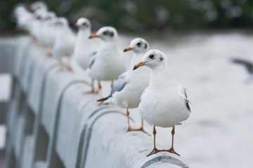 White seagull standing on the bridge
